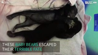 Bear cubs rescued after being stolen from their mom