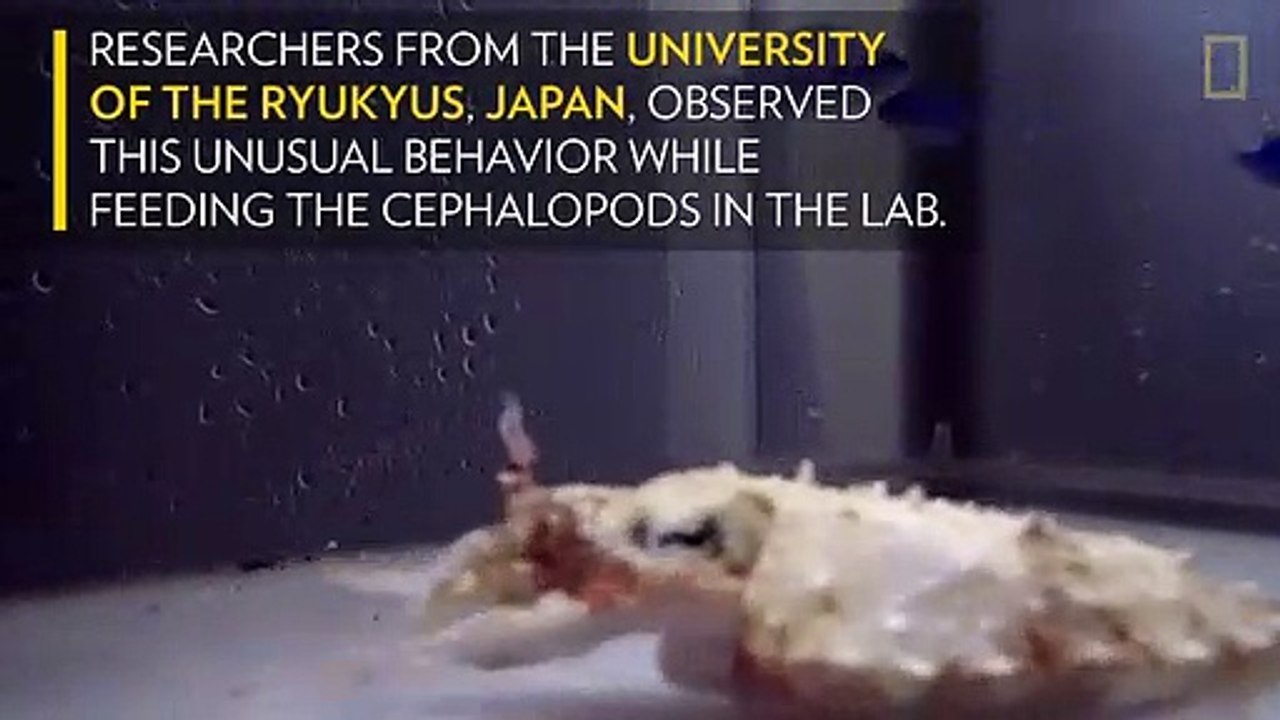 This sea creature does an awesome hermit crab impression