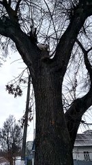 Man Rescues Kitten from Tree with Rake