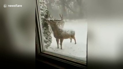 Cute deer visits Maryland home in the snow