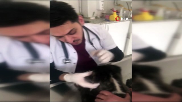Yavru köpek kulakları kesilmiş halde bulundu