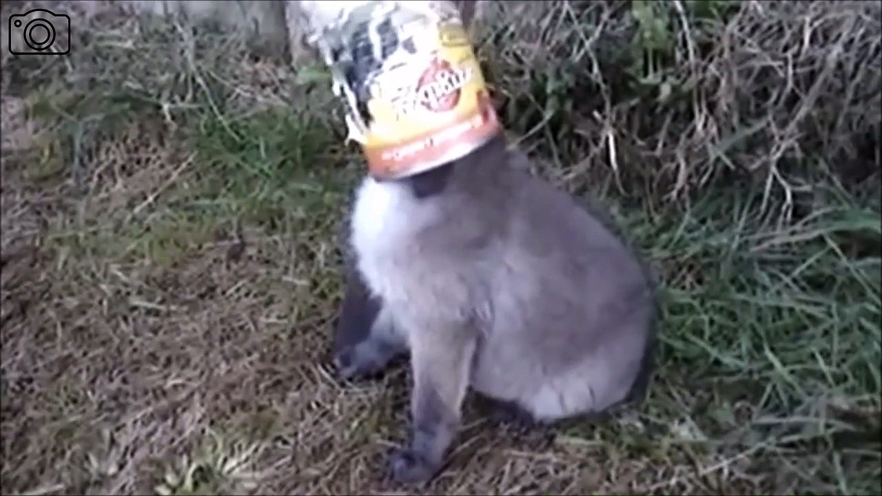 Ce pauvre bébé renard a la tête coincée dans une boite de conserve