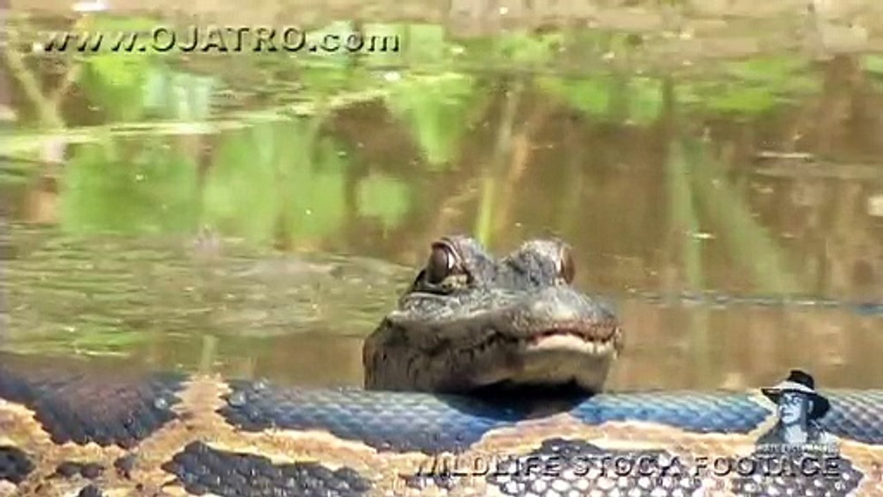 Un crocodile se repose sur un python
