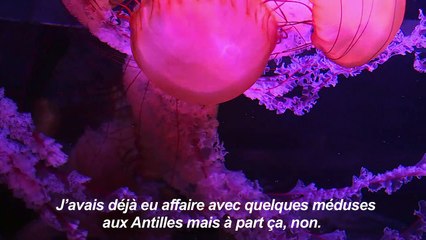Un médusarium hypnotique pour sensibiliser à la santé des océans
