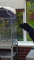 Papagaio aprende a latir e discute com cachorro