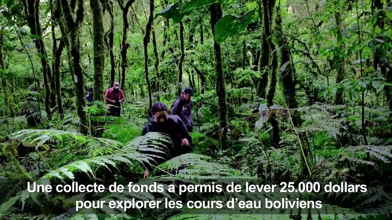 Roméo, la grenouille bolivienne, a enfin trouvé sa Juliette