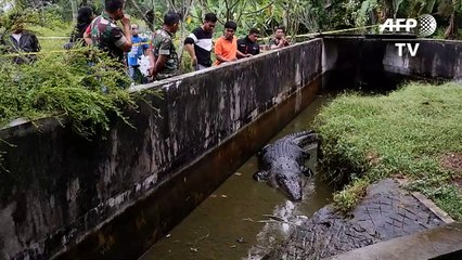 Após matar uma mulher, crocodilo é transferido