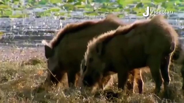 CROCODİLE vs BABOON Real Fight ►► Tiger Boar Snake Elephant Hippo Lion Hyena Wild Animal Attacks[2]