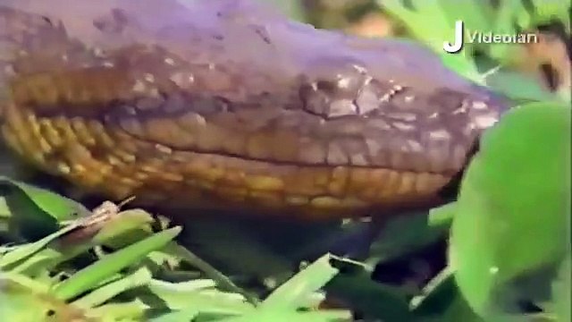 Leopard vs Big Python Snake Real Fight ►► Tiger Boar Lion Hyena Giraffe Rhino Wild Animal Attacks[1]