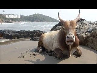 Intelligent  Primitive Farming  & amazing Funny Cow Animals