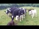 Amazing   Intelligent Animal Farming  / Friendly Farm Animals