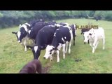 Amazing   Intelligent Animal Farming  / Friendly Farm Animals