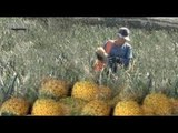 Intelligent Innovative  Pineapple Farming Latest Harvesting Machine