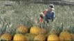 Intelligent Innovative  Pineapple Farming Latest Harvesting Machine