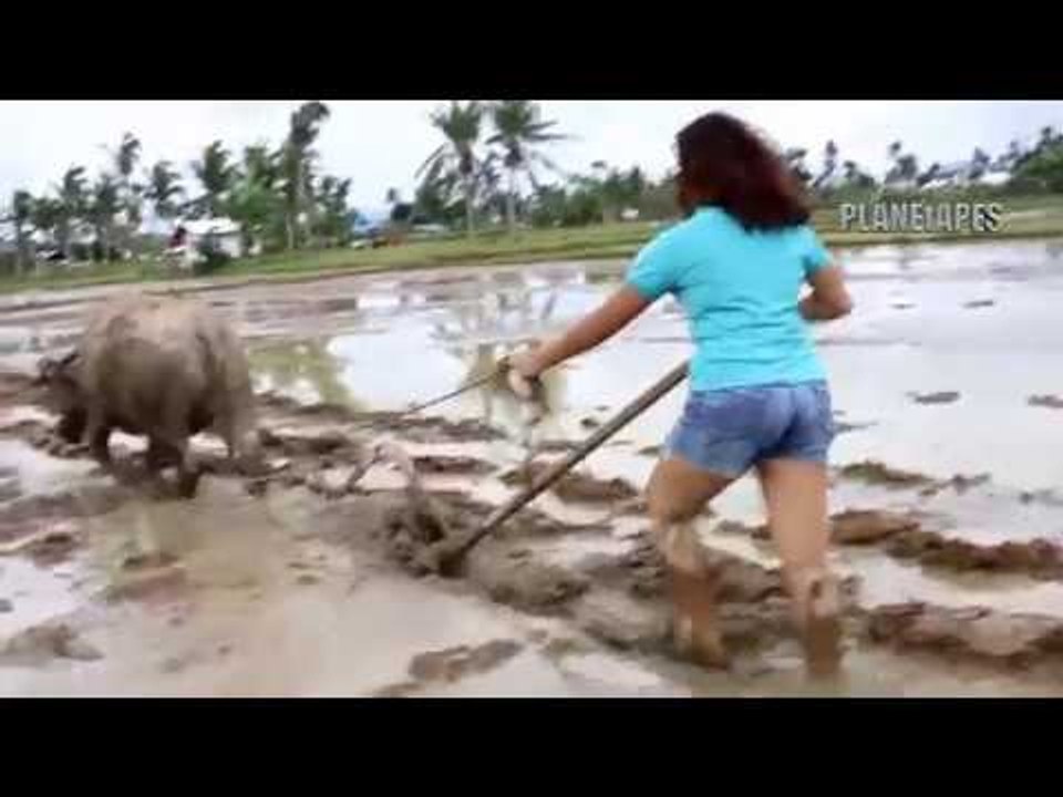 Intelligent Farm Animal & Primitive Agricultural Technique