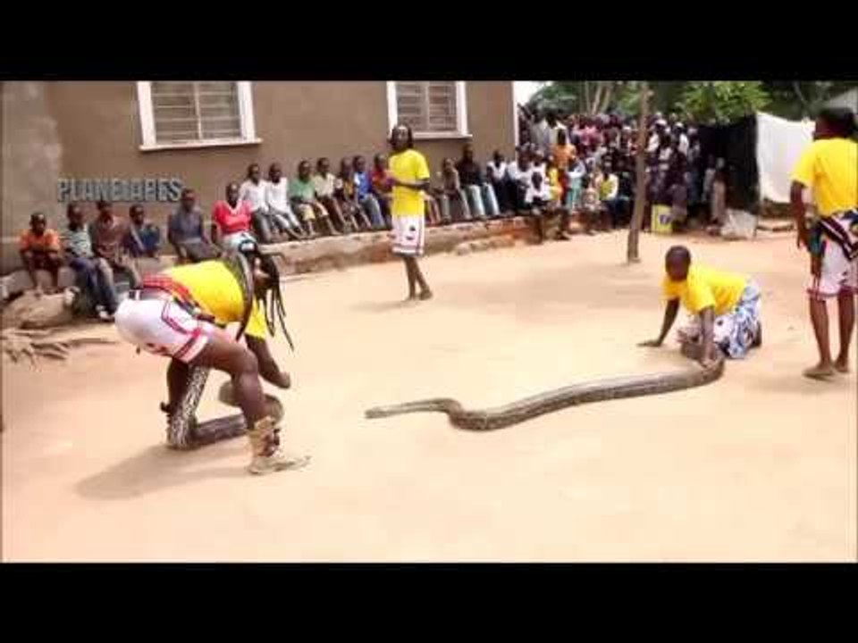 Biggest Anaconda Attack & Catching Dangerous Snake