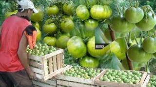 Cultivating And Harvesting Unripe Tomatoes