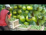 Cultivating And Harvesting Unripe Tomatoes
