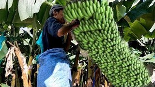 Maintaining & Cultivating  Banana  Before Harvesting
