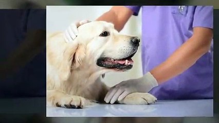 Best Veterinary Care Treatment Center