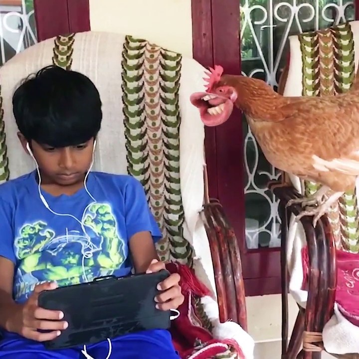 Funny hens chasing cute baby but why let's see,, awesome