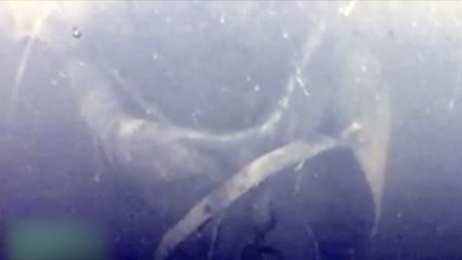 Скачать видео: Navy's ROV spots body in the Meghalaya mine where 15 men are trapped