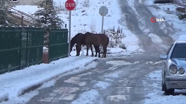 Başıboş Atlar Sokak Sokak Yiyecek Aradı