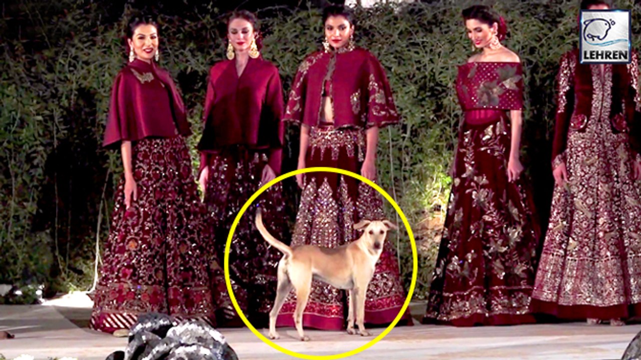 A Street Dog Enters Rohit Bal's Fashion Show And Steals The Limelight