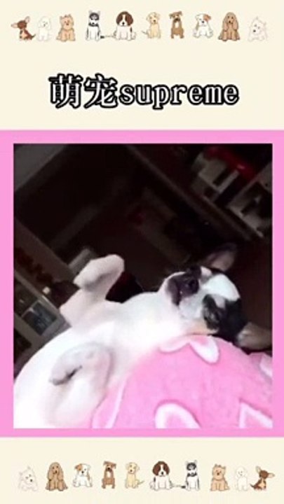 lovely dogs