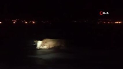 Buzda Mahsur Kalan İneği İtfaiye Ekipleri Kurtardı