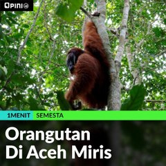 Orangutan Di Aceh Miris