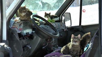 Sokak hayvanlarını beslemek için İstanbul’daki dairesini sattı