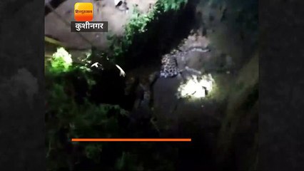 भागते समय शौचालय के गड्ढे में गिरा आबादी में घुसा तेंदुआ, लोगों ने पकड़ा