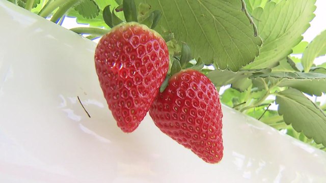 [녹색] '아리향' 등 국산 신품종 딸기 보급 확대 / YTN