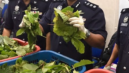 Govt to make ketum planting without permission an offence