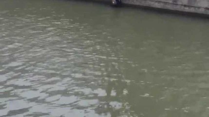Des jeunes de Molenbeek se jettent dans le canal pour sauver un enfant