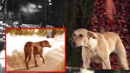 Rohit Bal Fashion Show: A Street Dog enters Fashion Show & Steals the Limelight | Boldsky