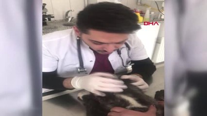 Isparta Yavru Köpek Kulakları Kesik Halde Bulundu