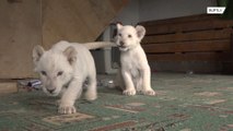 Dois filhotes de leão branco fazem sucesso no zoo de Vladivostok