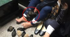 Çin'den Tayvan'a Gelen 60 Yaşındaki Kadının Pantolunundan 24 Tane Çöl Faresi Çıktı