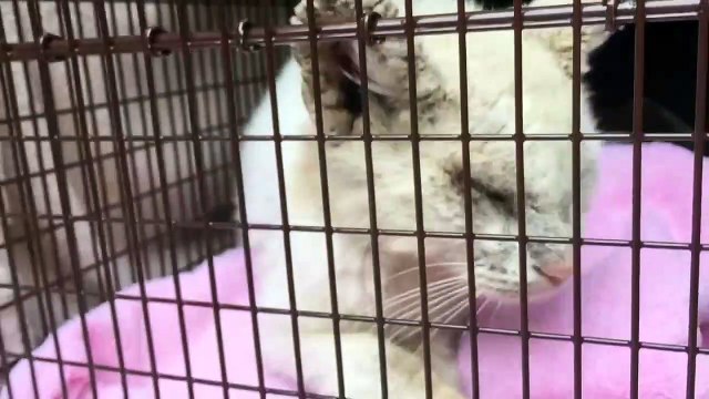 Elle rend la vue à un chat devenu aveugle après de longs mois passés dans la rue, et son regard est somptueux