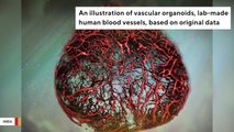 Scientists Grow ‘Perfect’ Blood Vessel Structures In A Petri Dish