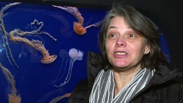 Águas-vivas brilham em Paris