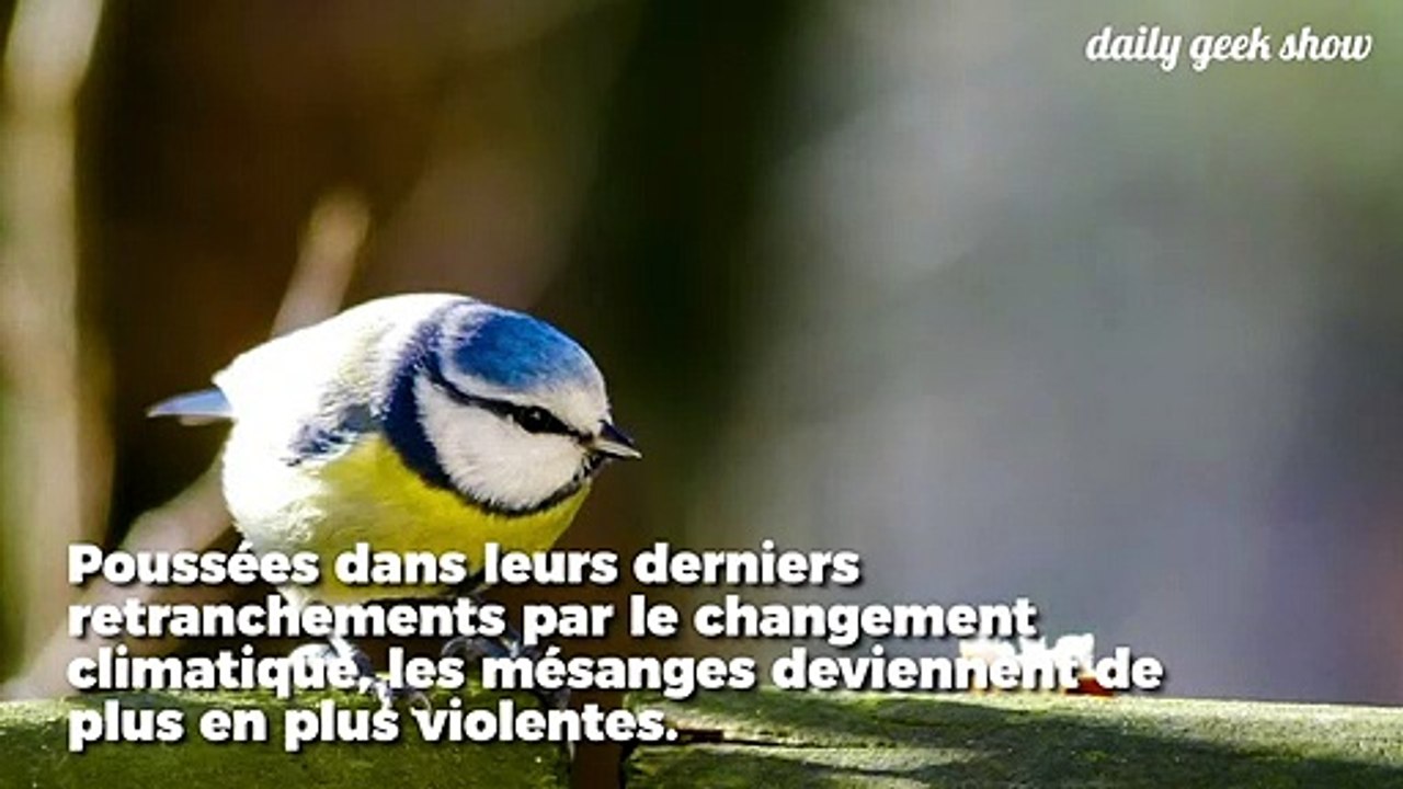 Le réchauffement climatique transforme les mésa...