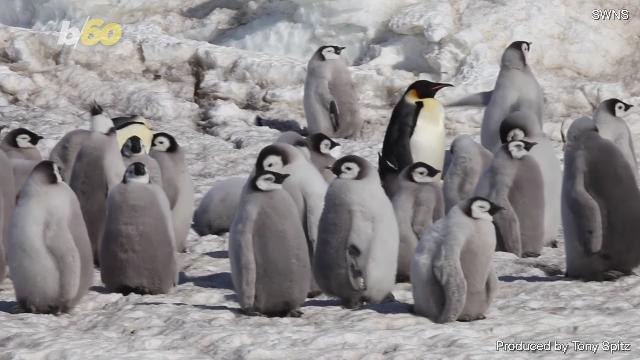 Captured on Video, Baby Emperor Penguins March to Their First Swimming Lesson