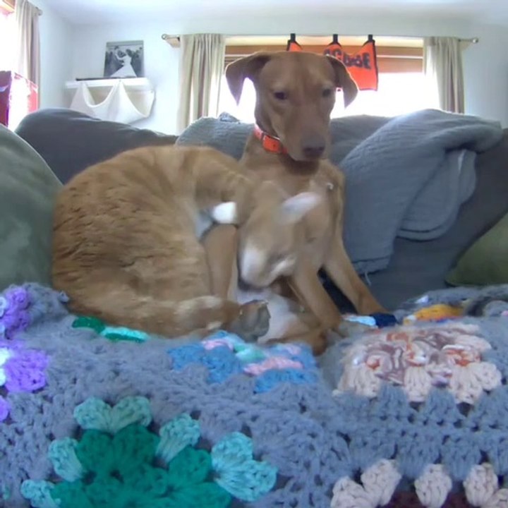Il découvre ce que font son chat et son chien quand il n'est pas là... Merveilleux
