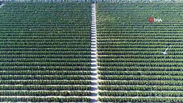 Sular altında kalan binlerce dönüm tarım arazisi havadan görüntülendi