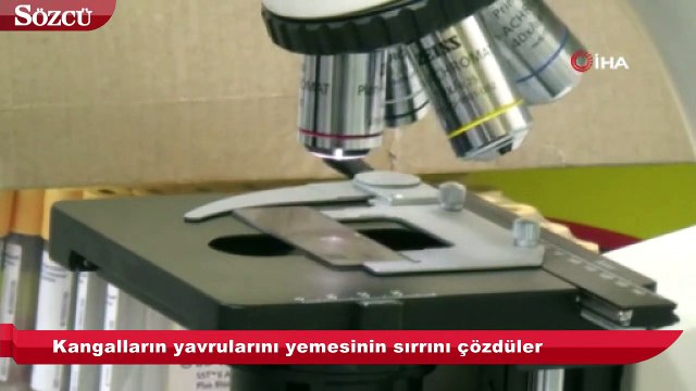 Kangalların yavrularını yemesinin sırrını çözdüler