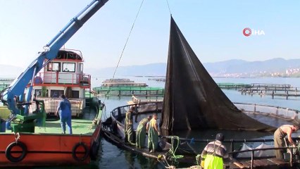Karadeniz'deki fırtına balık fiyatlarını ikiye katladı
