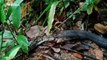 Horrifying footage shows king cobra swallowing python after deadly duel